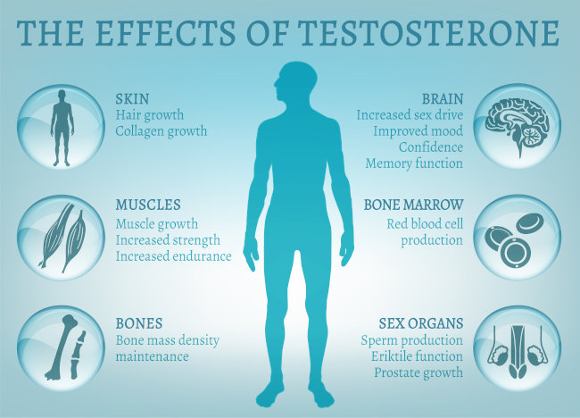 Info Grafica Proprietà del Testosterone